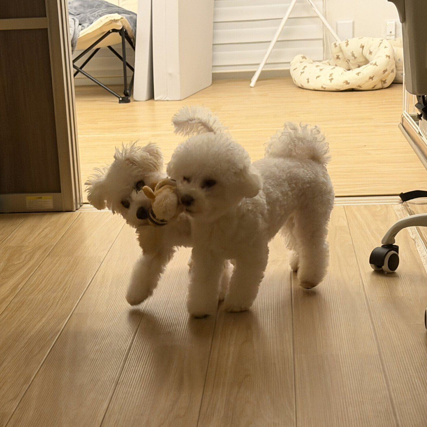 一緒におもちゃを運ぶ“弟犬”のチュニくん（写真左）と“姉犬”アポちゃん（写真右）