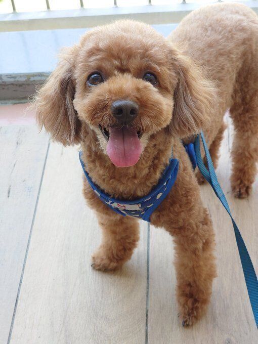 5才6カ月のトイプードル