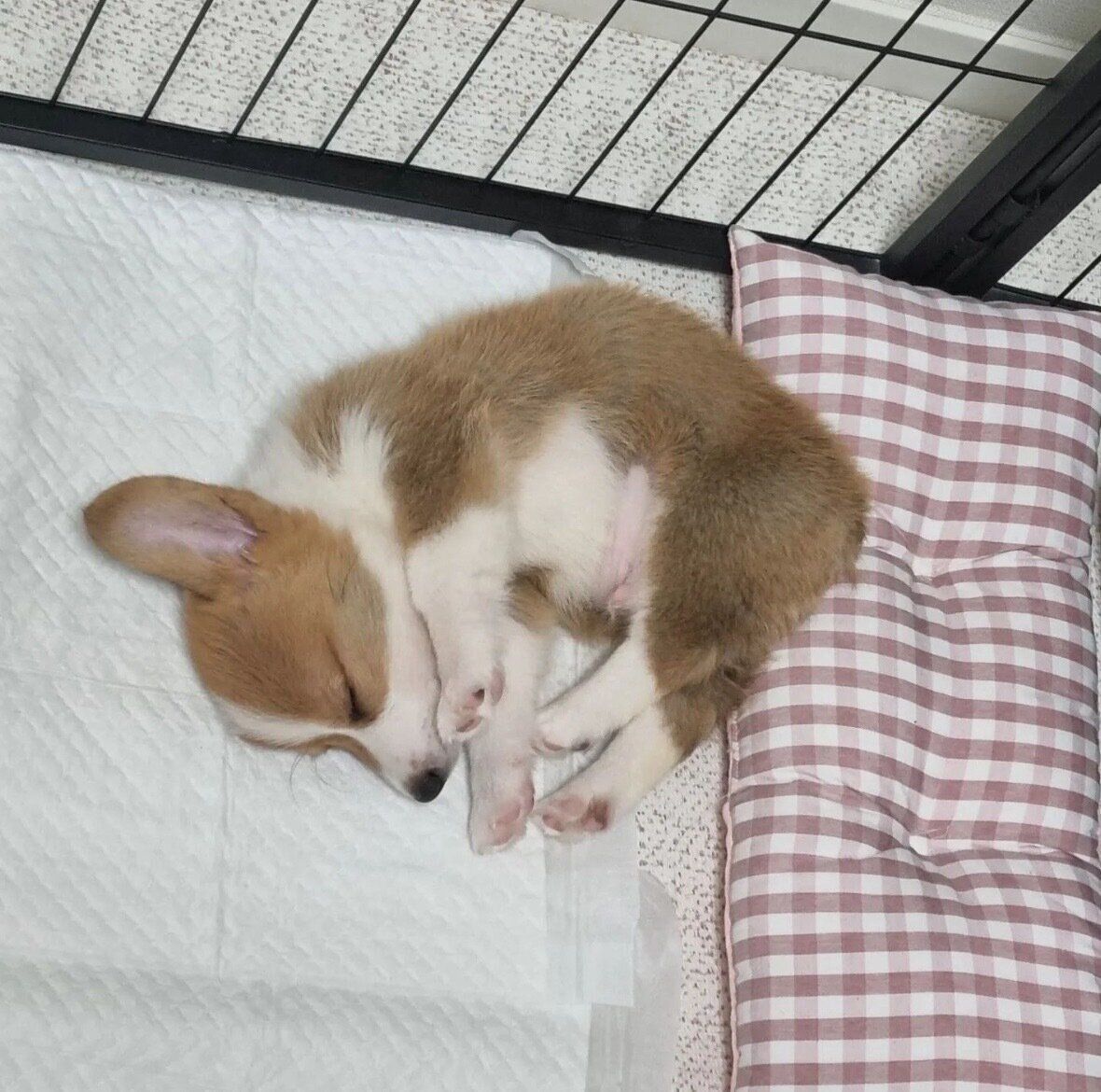 可愛らしい寝姿を見せるちくわくん