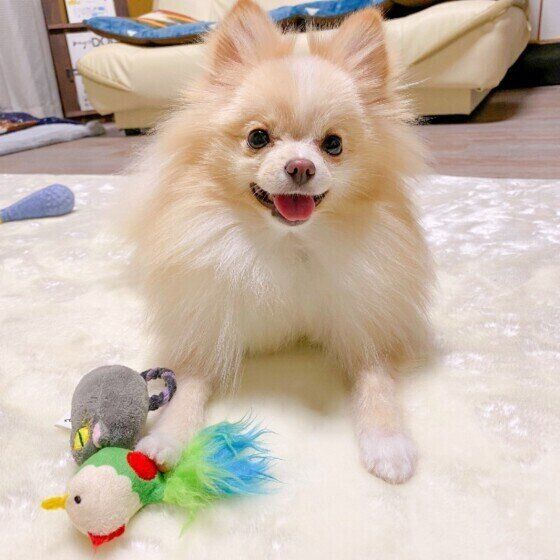笑顔のポメラニアン