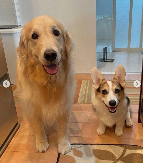 キッチンにいる飼い主さんを見守る、シャロンちゃんとモグくん