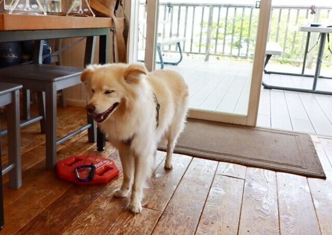 犬とちょっと出かけるときに 穴澤賢の犬のはなし いぬのきもちweb Magazine 犬とちょっと出かけるときに 穴澤賢の犬のはなし いぬのきもちweb Magazine