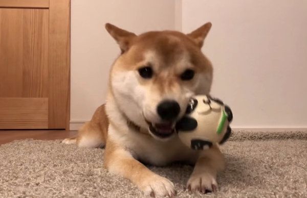 ボール遊びをする柴犬