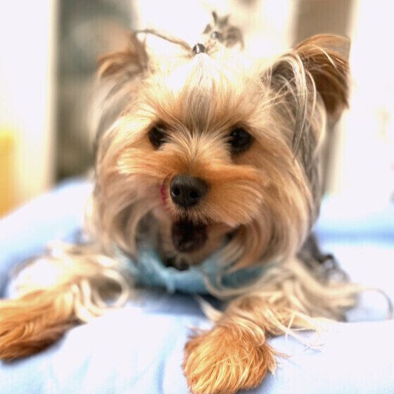 ヨークシャー・テリアのジュエルくん