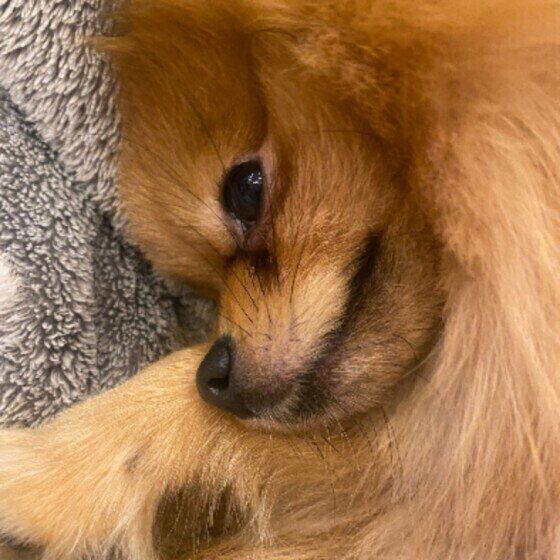 スリスリするピースくん（ポメラニアン）