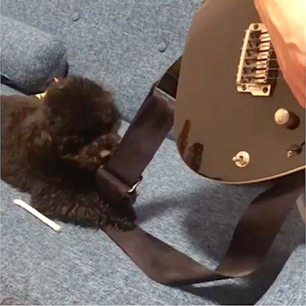 かまってほしいトイ・プードル