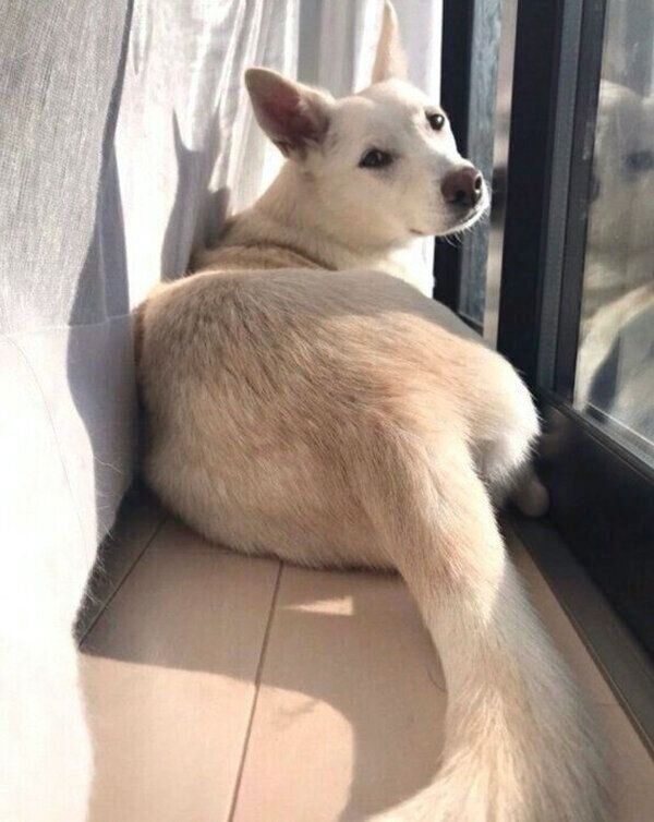 くつろぐハクちゃん