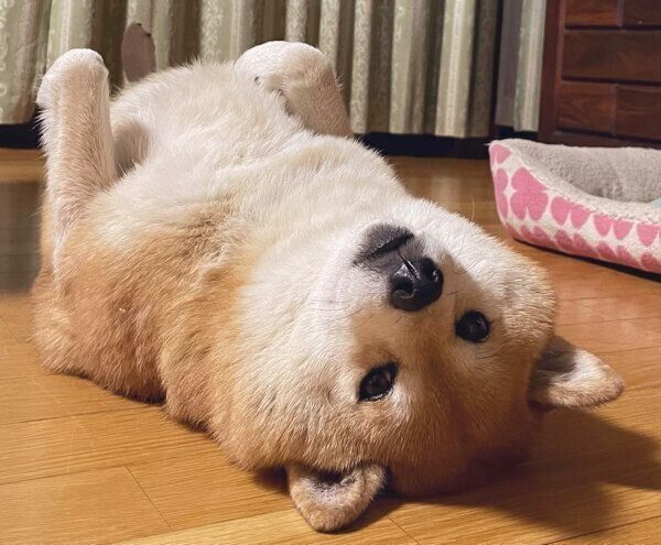 ヘソ天するえまちゃん