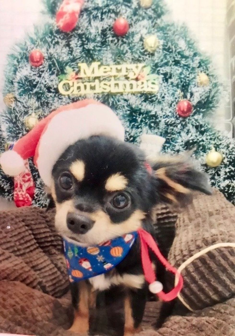 クリスマスパーティーでおなじみだけど 犬にあげるのはngな料理 食材とは いぬのきもちweb Magazine クリスマスパーティーでおなじみだけど 犬にあげるのはngな料理 食材とは いぬのきもちweb Magazine