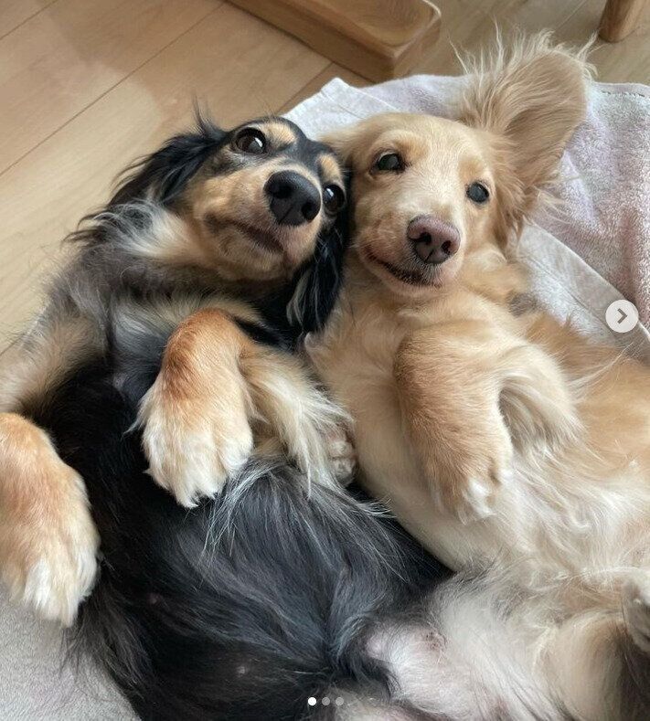 チェリーちゃんとクレアちゃん（ミニチュア・ダックスフンド）