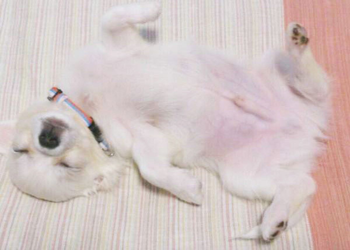 犬の性格は飼い主さんに似る 反抗期はある 子犬にまつわる不思議6つ いぬのきもちweb Magazine 犬の性格は飼い主さんに似る 反抗期はある 子犬にまつわる不思議6つ いぬのきもちweb Magazine