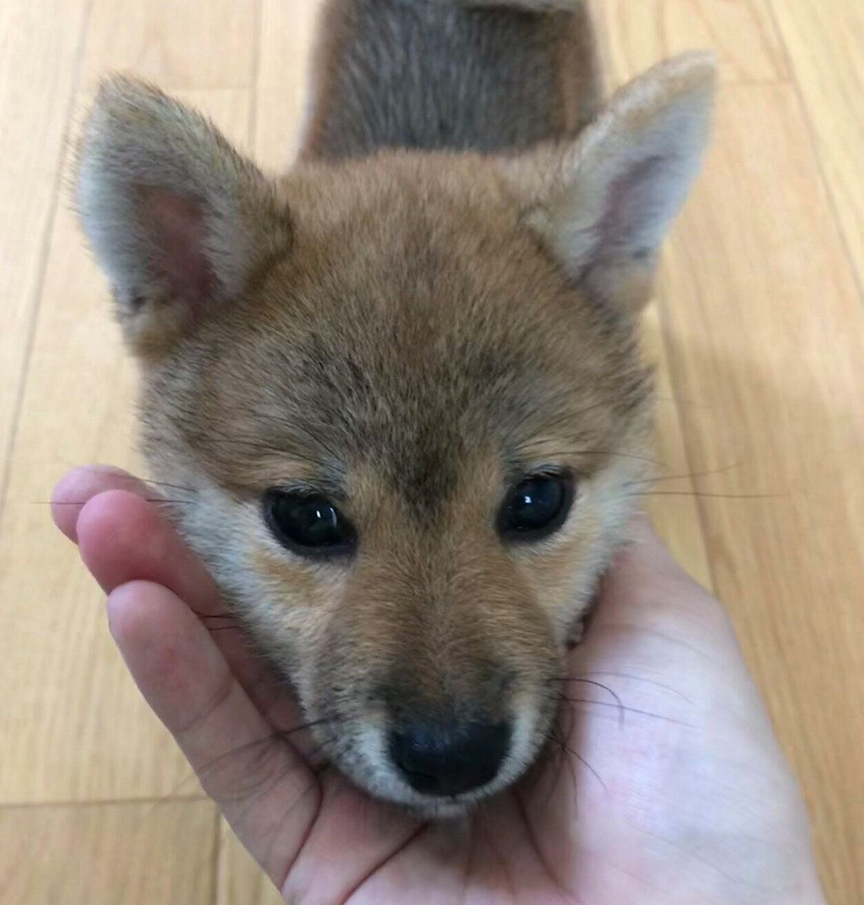 生後2カ月のころのクルミちゃん