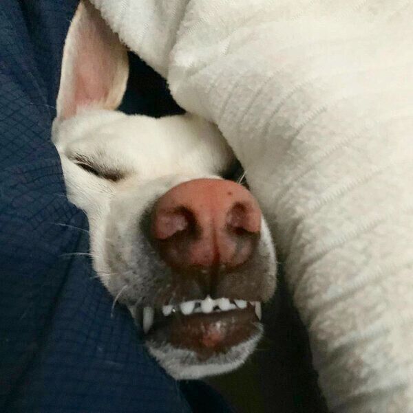 衝撃的な寝顔を披露するすずちゃん