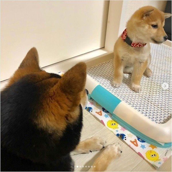 妹のトイレを見守る柴犬