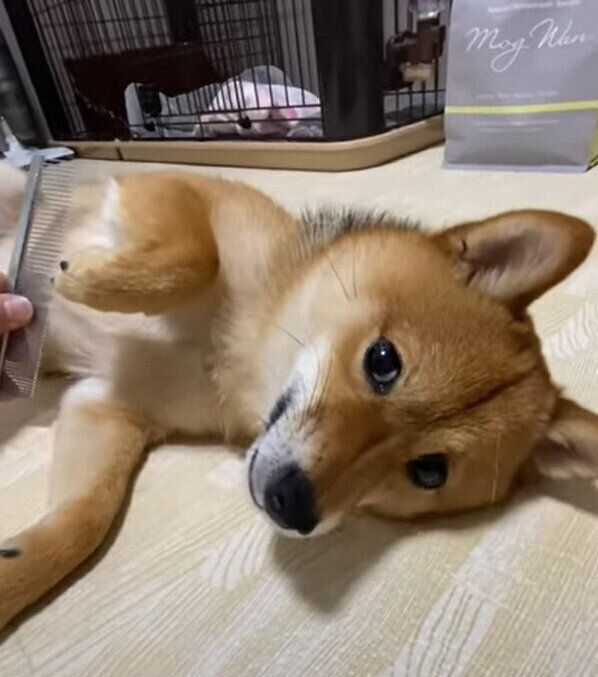 柴犬のころくん