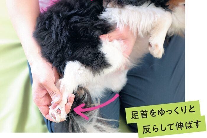足首を反らされる犬