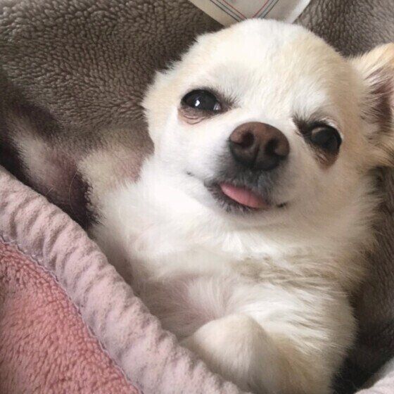 大好きが伝わる 犬が嬉しいと感じている時に見せるしぐさ いぬのきもちweb Magazine