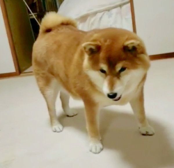 サッカーボールが大好きな柴犬