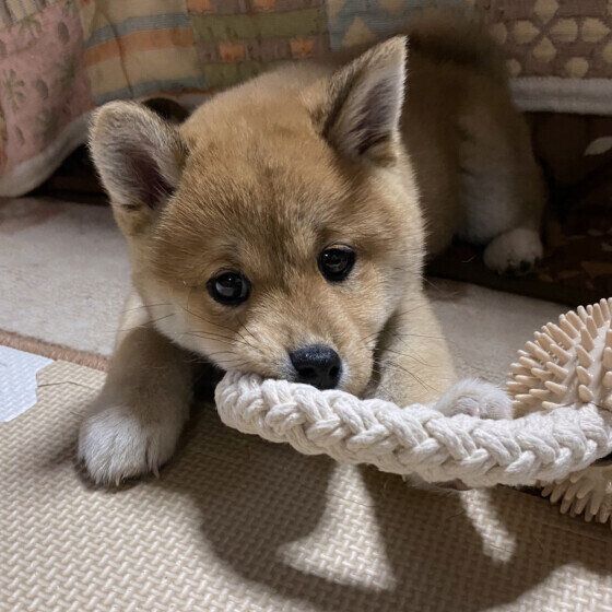 柴のハナちゃん