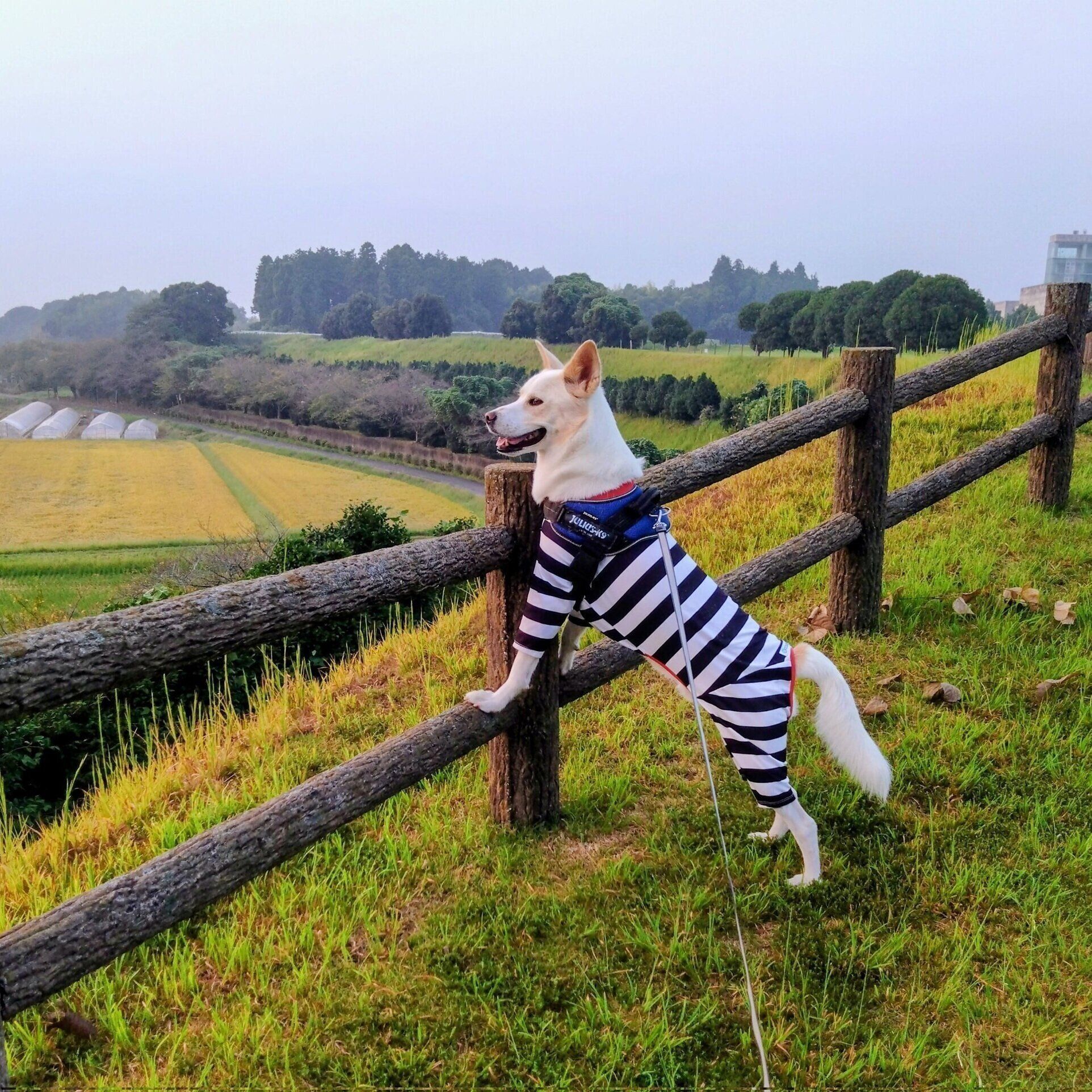 飼い主さんとお散歩をするトロワくん