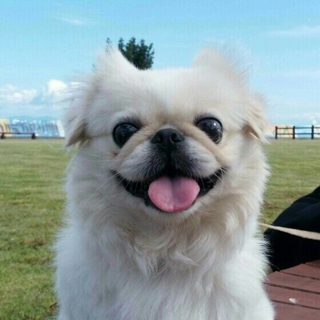 殺虫剤 を犬がなめないように注意 殺虫剤と犬への影響について獣医師解説 いぬのきもちweb Magazine 殺虫剤 を犬がなめないように注意 殺虫剤と犬への影響について獣医師解説 いぬのきもちweb Magazine