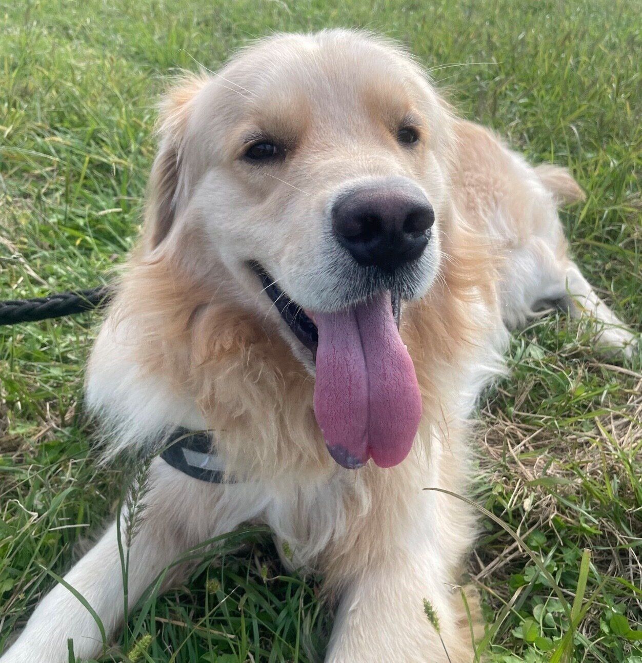 楽しそうなエルモちゃん