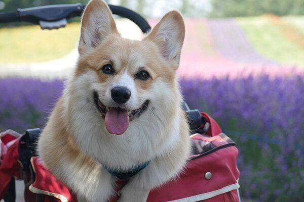 笑顔が可愛いぶんたくん