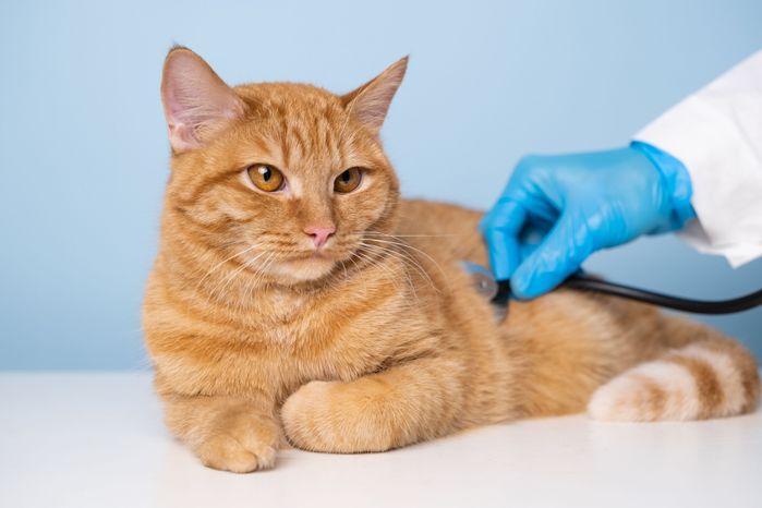 動物病院を受診する猫