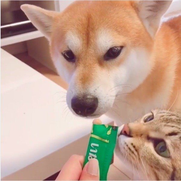 ワンちゃん用ちゅ〜る