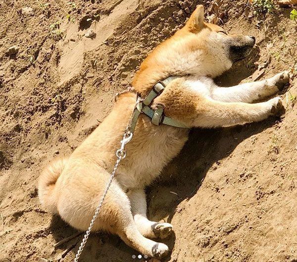 笑顔が尊い柴犬・そらくん