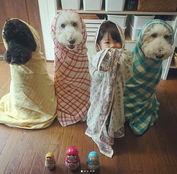 仲良しなスタンダード・プードル兄弟