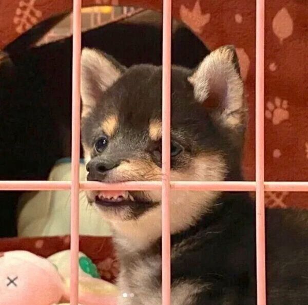 歯をムキッ!とさせる子犬時代のあずきちゃん