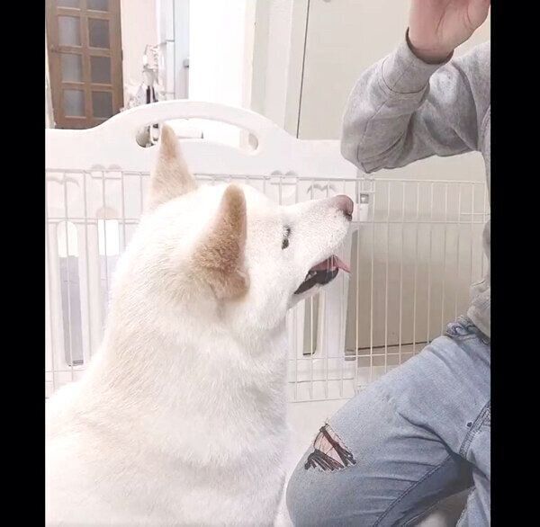 おやつをもらうもち吉くん