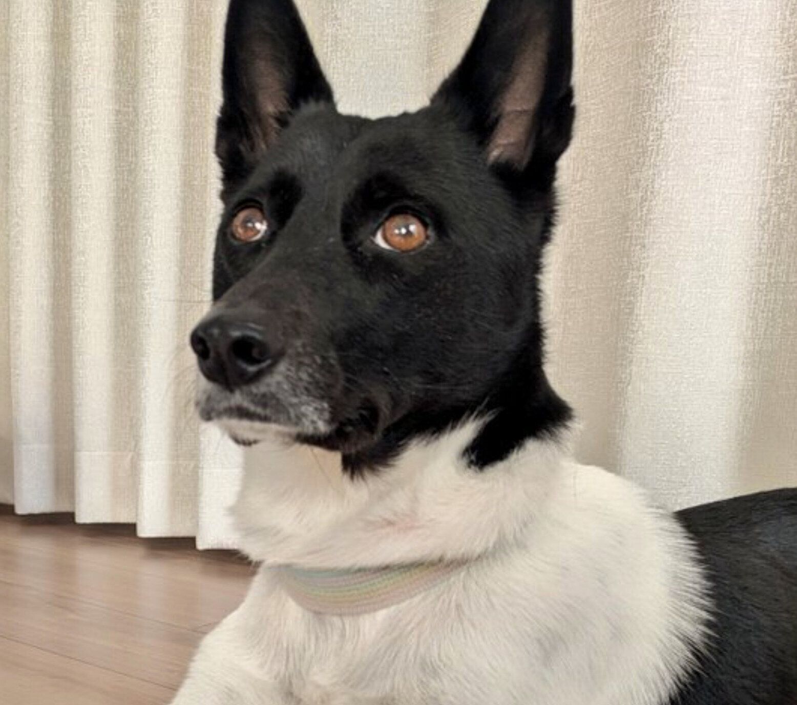 飼い主さんの足を両前足で“サンド”する麦ちゃん