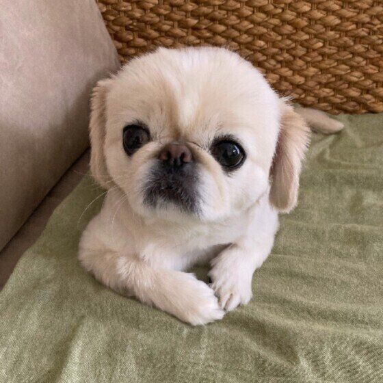 くつろぐペキニーズ