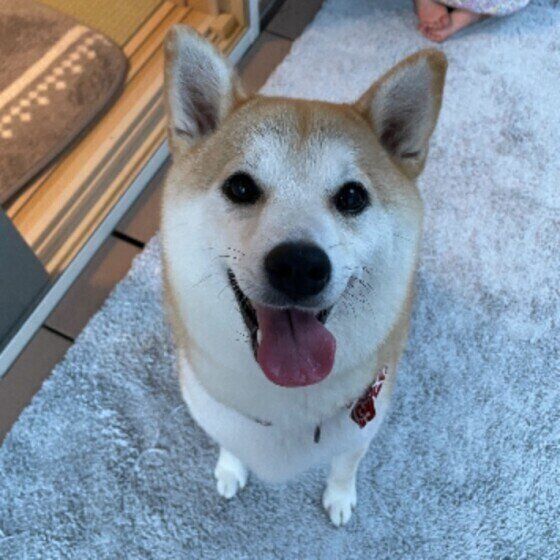 笑顔の柴犬