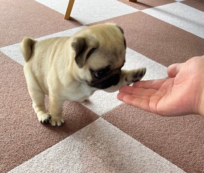 一生懸命オテをする茶々丸くん すべてがかわいい
