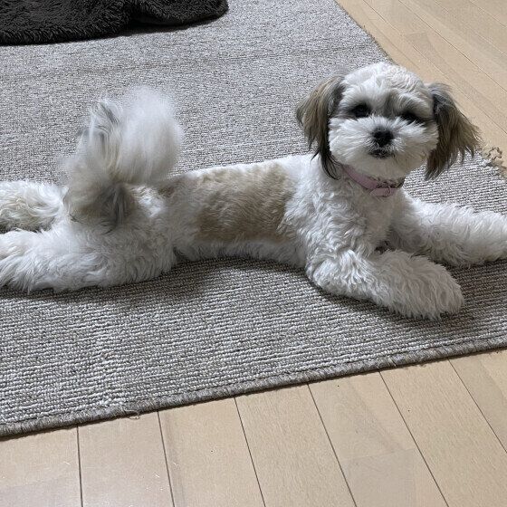 しっぽを振るおもちちゃん