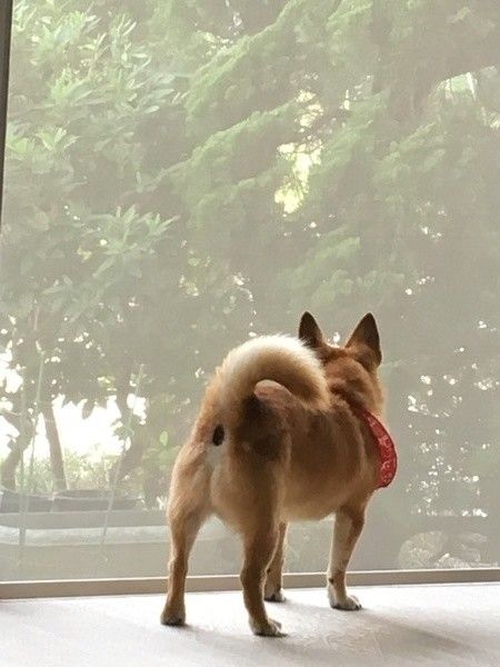外の様子を見ている小型犬