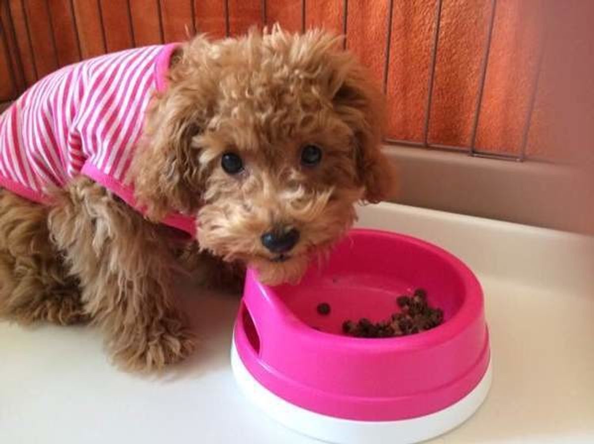 愛犬は食いしん坊 あるある問題行動 について対処法をご紹介 いぬのきもちweb Magazine 愛犬は食いしん坊 あるある問題行動 について対処法をご紹介 いぬのきもちweb Magazine