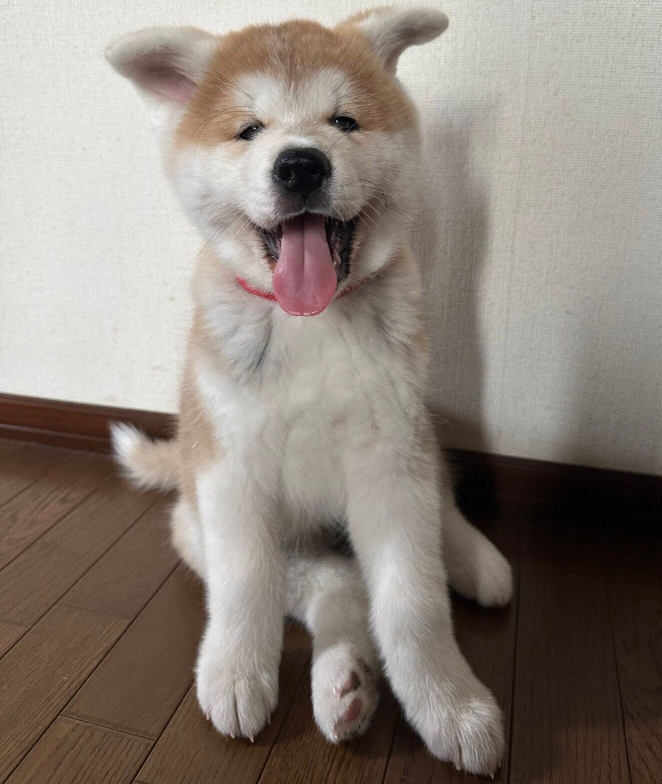 笑顔のりんちゃん