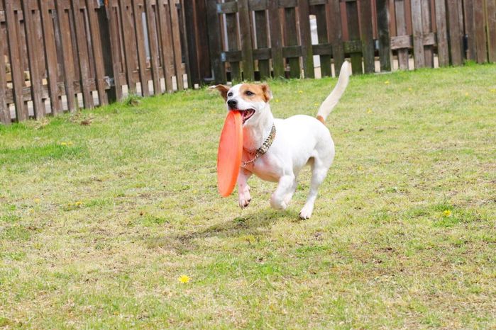 「傾聴飼育」セミナーで映されたジャック・ラッセル・テリア