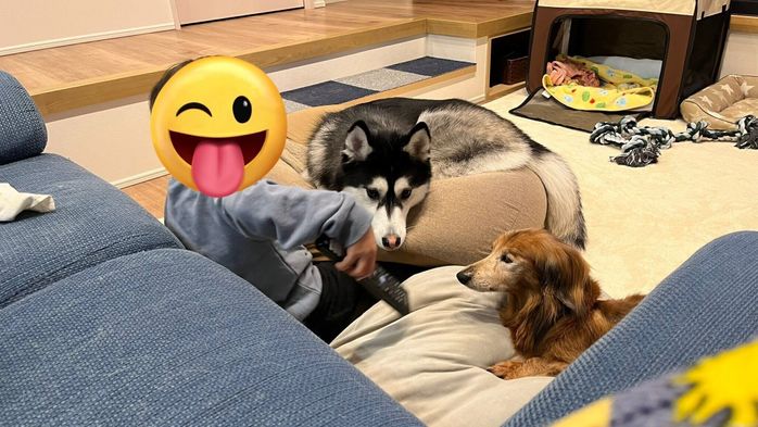 息子さんのそばに集まる犬たち