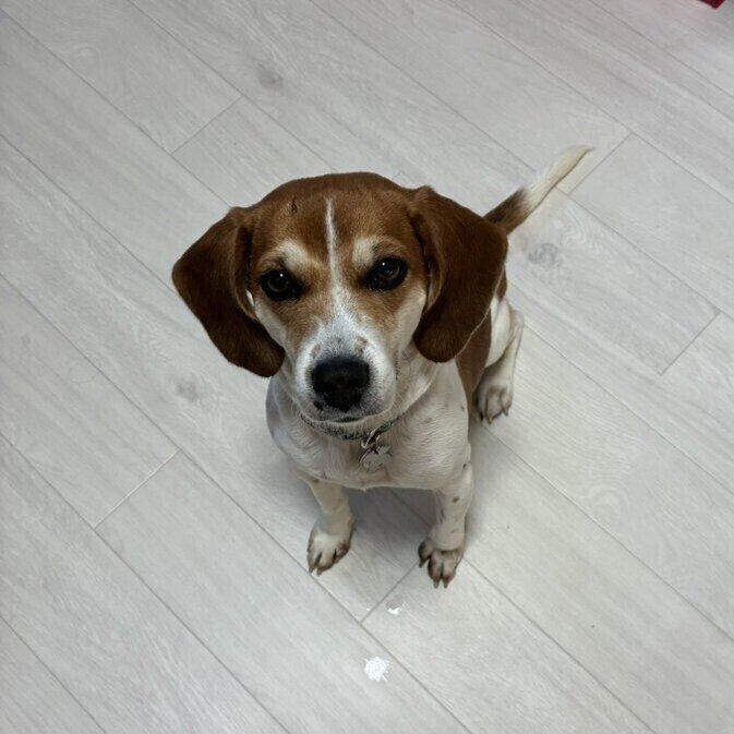 飼い主さんを見つめるこいぬこちゃん