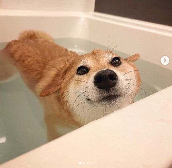 お風呂に入るエマちゃん