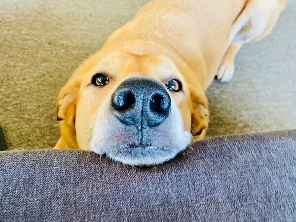 あご乗せをするリンちゃん