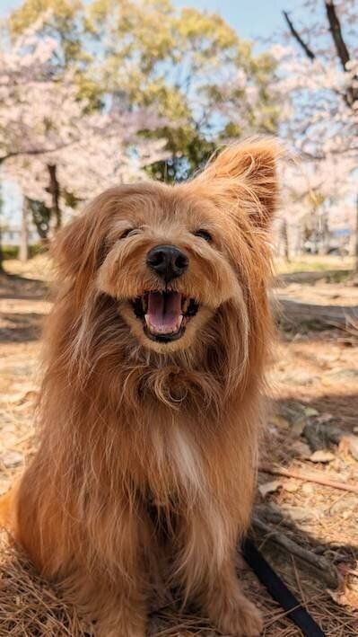 にこにこしてるもふもふ犬の写真