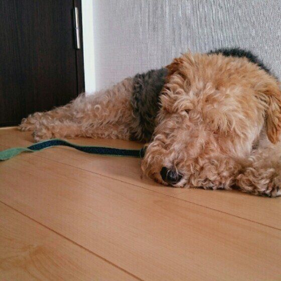 レークランド・テリア