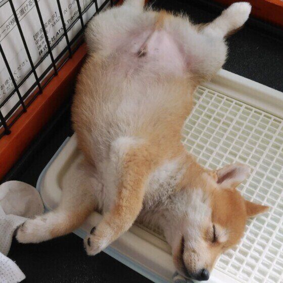 トイレトレーの上で眠る柴犬
