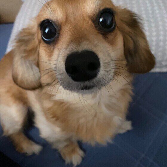 キョトンとした顔をするMix犬